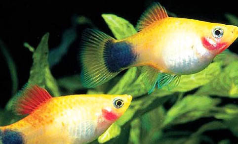 最好養(yǎng)的熱帶魚