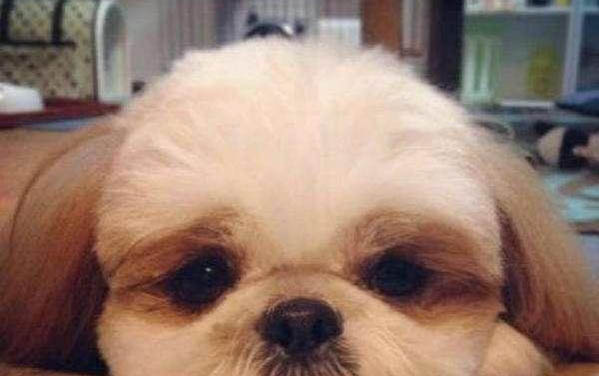 怎樣能看出狗狗懷孕了