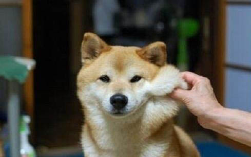 柴犬嘴巴黑，多久會褪色