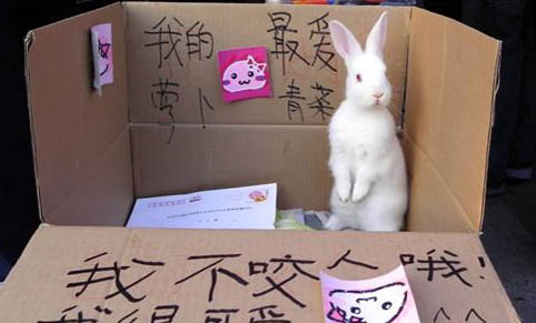 兔子為什么咬另一只兔子