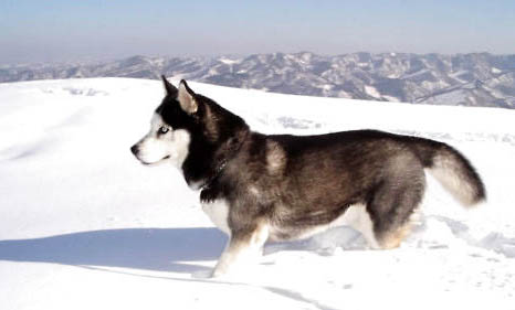 阿拉斯加雪橇犬常識(shí)、阿拉斯加雪橇犬與哈士奇的區(qū)別