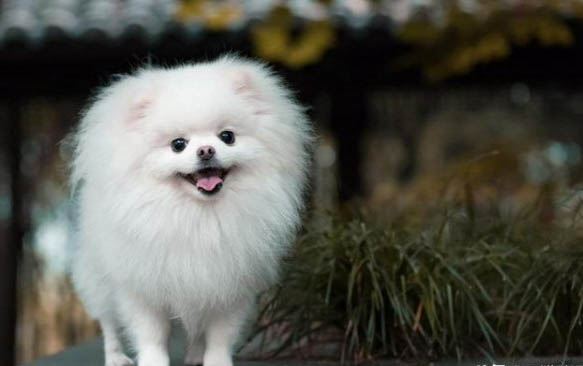 養(yǎng)博美犬狗第一天應該注意什么？