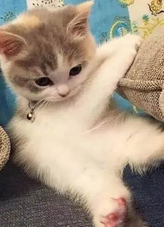 小奶貓多久大便一次