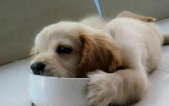 狗狗上呼吸道感染是什么病呢