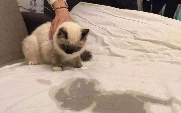 貓咪呼吸發抖