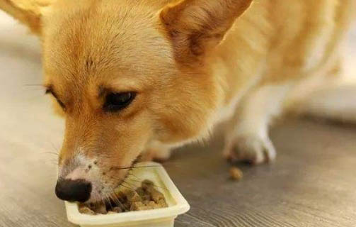 幼犬益生菌一次吃多少