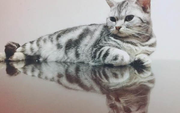 貓可以活多久？