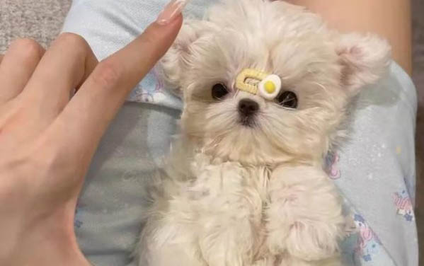 細小犬瘟可以活多久