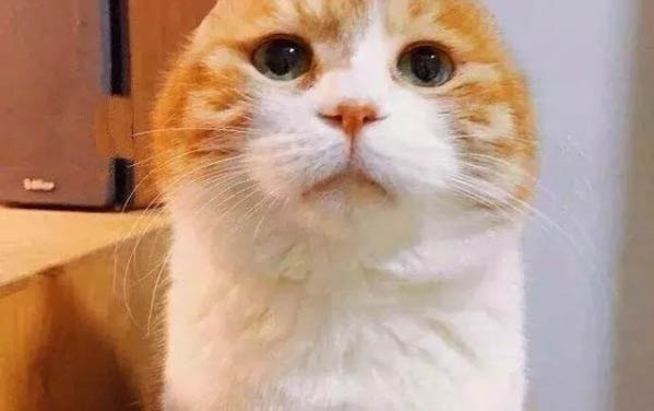 貓咪流透明鼻涕