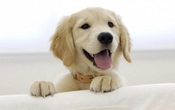 小狗得了犬瘟多久能治好嗎