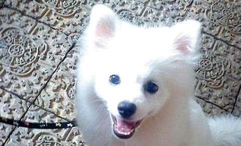 日本銀狐犬優缺點