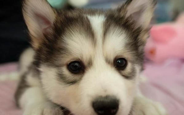 狗狗感冒和犬瘟的區(qū)別