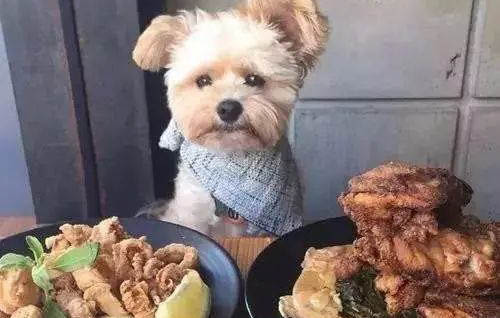 狗狗身上有皮癬怎么辦