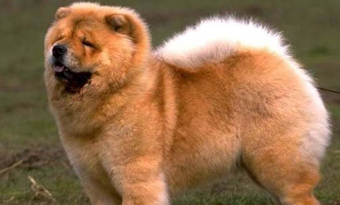 松獅犬怎么配種