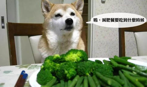 狗狗感冒了吃什么藥啊