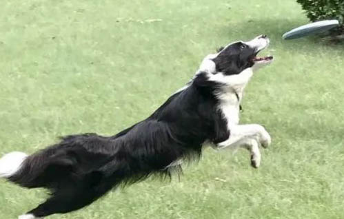 邊境牧羊犬的訓練方法有哪些
