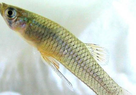 冬季養魚注意事項