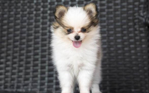 皇家幼犬狗糧如何吃到啊