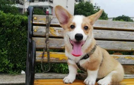 短腿犬有哪些品種