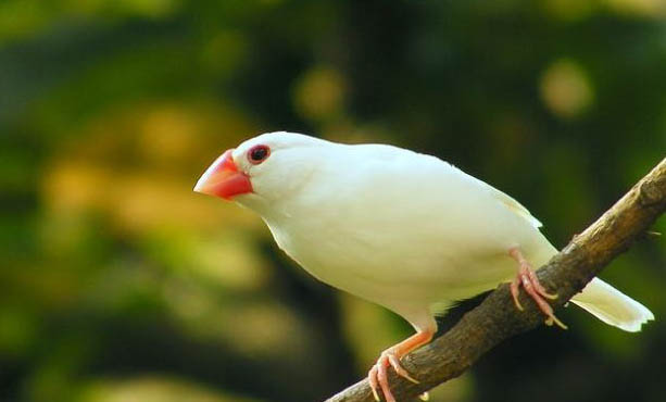 白文鳥養一只可以嗎