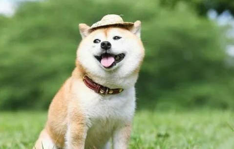 如何從耳朵區分柴犬和土狗