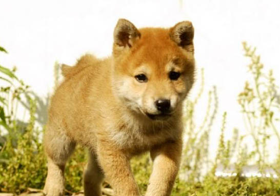 純種柴犬壽命