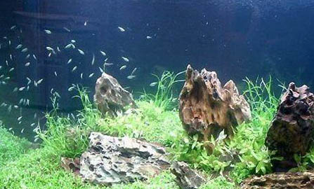 魚缸里要放黑魚嗎?