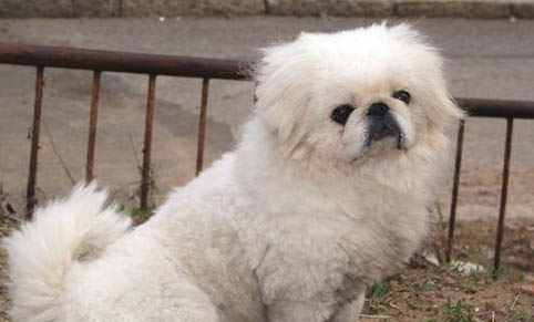 犬螨蟲(chóng)病癥狀