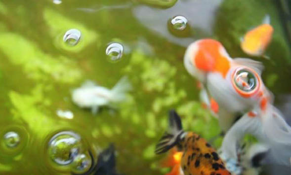 蘭壽金魚只過濾不打氧可以嗎