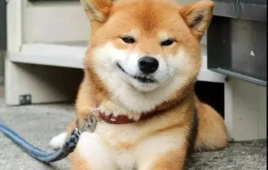 血統純正雄柴犬都吃什么
