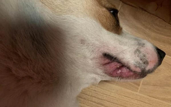 狗的品種都有哪些