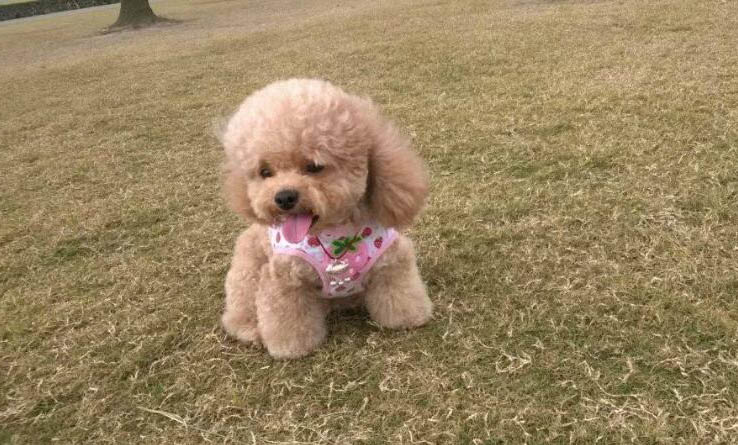 小型犬有哪些?