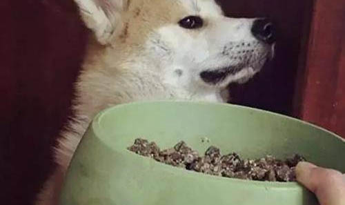 狗狗開(kāi)始在家里小便是為什么