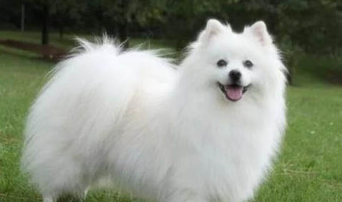愛斯基摩犬價格多少錢一只