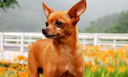 小鹿犬壽命一般多少年?