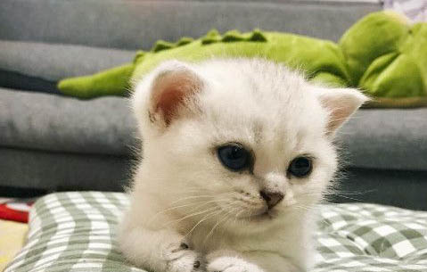 小貓幾天睜眼