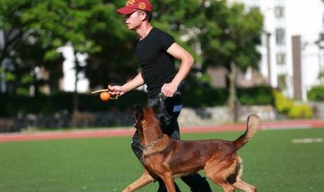 如何用狗糧訓犬