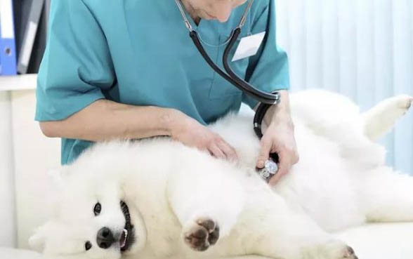 神經性犬瘟大概要多久能康復
