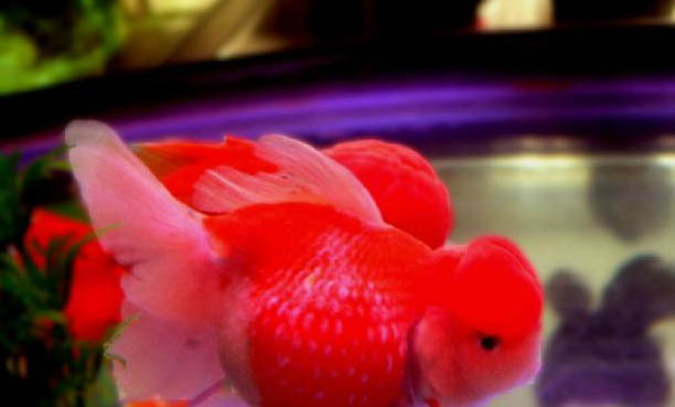 六角龍魚可以放手上嗎