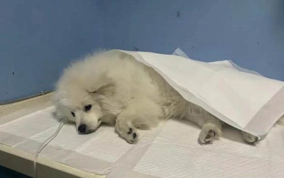 狗狗一直喘粗氣還坐立不安的