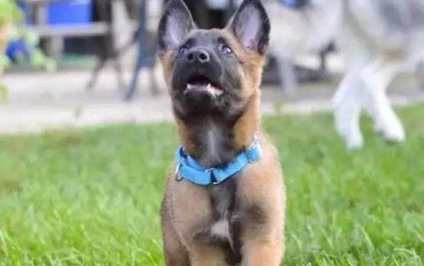 狗狗得了狂犬病會有哪些癥狀