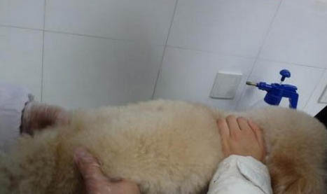 狗為什么愛吃紙