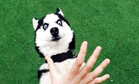 讓哈士奇犬安靜的好方法