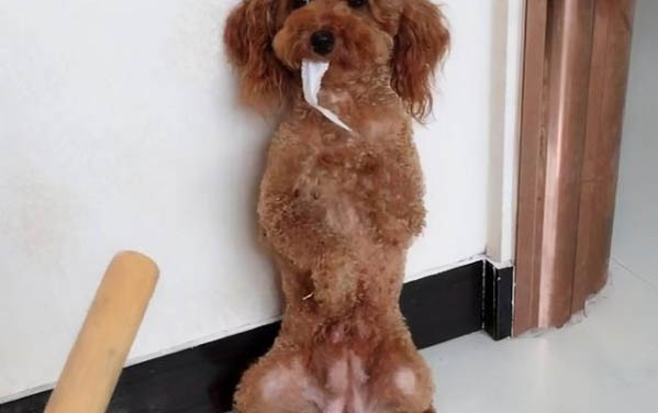 狗狗皮膚病有哪些特效藥啊?
