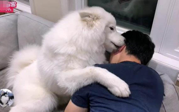 薩摩耶犬價格多少錢