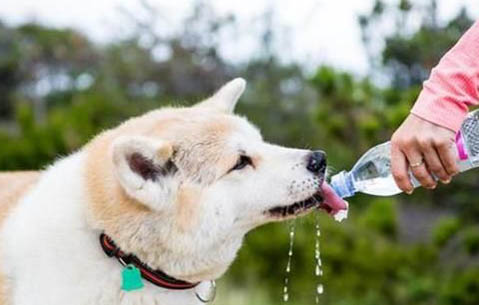 狗狗掉毛皮膚潰爛，該如何處理