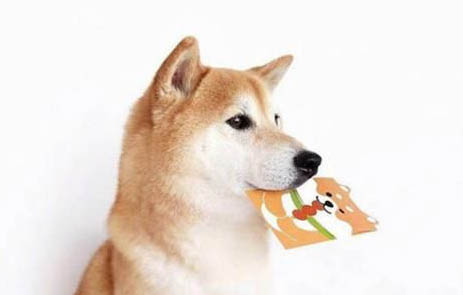 柴犬和哈士奇哪個(gè)好養(yǎng)