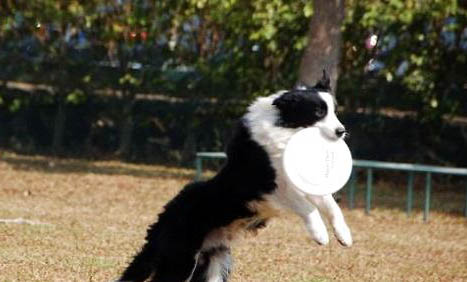 狗狗為什么會不停打嗝呢