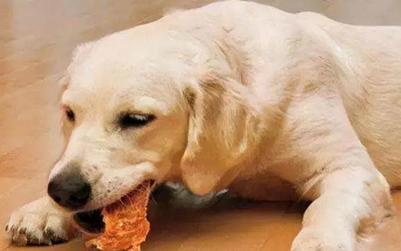狗狗胰腺炎可以吃雞頭嗎
