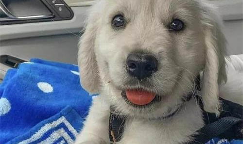 拉布拉多犬舍哪里有